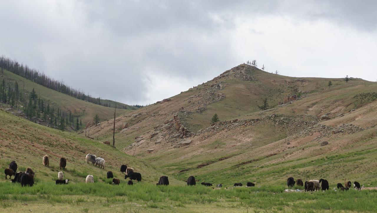 My Mongolia Eco Ger Camp Hotel Nalayh Buitenkant foto